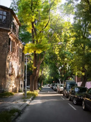 vista de arboles desde la ciudad